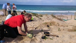 Planting at Wanda Beach